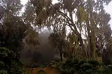 Timberline forest with lichens on Mount Kenya