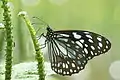 Blue tiger, genus Tirumala