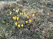 Flowers of Crocus scardicus