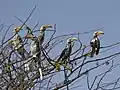 Roving party in the non-breeding season, Etosha