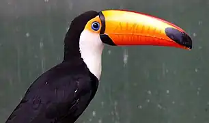 Toco toucan