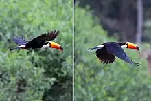 Montage of two photos of a toco toucan in flight