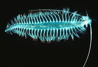 Tomopteris, a planktonic segmented worm with unusual yellow bioluminescence