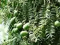 Torreya grandis close-up