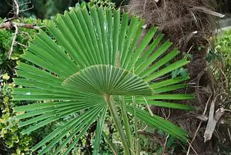 Trachycarpus fortunei