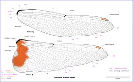 Illustration of male Tramea wing venation