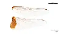 Male Tramea stenoloba wings