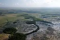 Aerial view of Everglades with sawgrass and coastal marsh