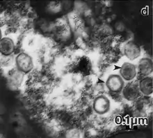 Thin sections of a cell from "Haptolina ericina" infected with CeV-01B