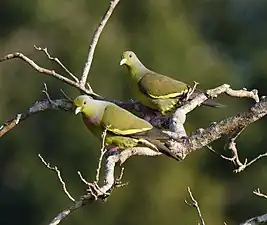 Orange-breasted green pigeon