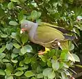 T. c. glaucus feeding in Ficus microcarpa, South Africa