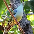 T. c. glaucus, showing chestnut undertail-coverts