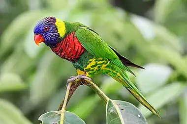 A green parrot with a yellow nape and spots on the legs, a red chest with black-tipped feathers, and a blue-purple face