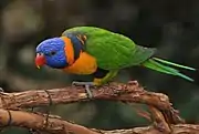 A green parrot with a blue head, an orange neck, and a black mark behind the nape and on the legs