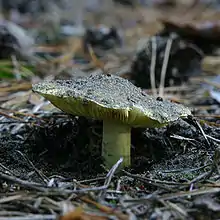 Tricholoma equestre