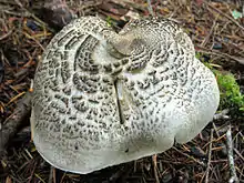 Tricholoma pardinum