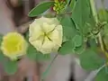 Trifolium campestre