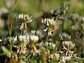 Trifolium repens in Kullu District of Himachal Pradesh, India.