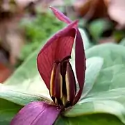 Trillium sessile stamens with prolonged anther connective tissue on April 20 in Clarke County, Virginia USA