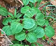 Clump of Trillium sessile flowering on April 6 in Licking County, Ohio USA