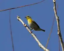 Small, mostly yellowish bird with a grayish belly and abdomen perched on a diagonal dead stick