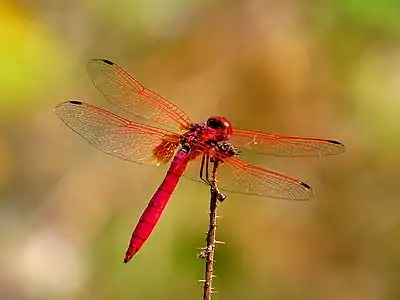 Trithemis aurora male