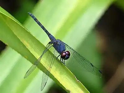 Trithemis festiva male