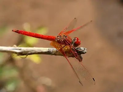 Trithemis kirbyi male