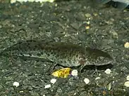 A dark-coloured larva with all limbs developed but gills still apparent