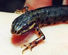 Smooth newt