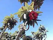 Trochetia boutoniana flower