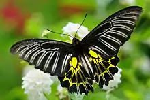 Golden birdwing(Troides aeacus)