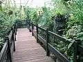 In the Butterfly House, Tropical World