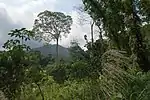 Tropical rainforest in the interior