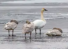 An adult and three juvenile trumpeter swans on the shore of Wood Lake, near Oyama, British Columbia