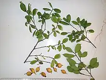 Three small branches filled with small green leafs as well as one small green fruit, underneath lay 8 small yellow fruits