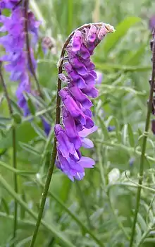 Tufted vetch