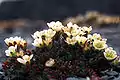 Tufted saxifrage