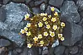 Tufted saxifrage