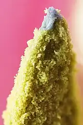 Tip of tulip stamen showing pollen (microgametophytes)