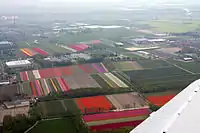 Flower fields near Lisse