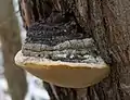 Phellinus igniarius seen in winter in Strakonice District, Czech Republic