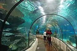 Photo – silhouettes of people in foreground. One large fish with many smaller fish in background.