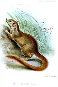 illustration