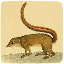 Drawing of brown treeshrew