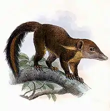 Drawing of brown treeshrew