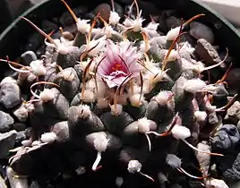 Turbinicarpus schmiedickeanus subsp. bonatzii