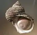 apertural view