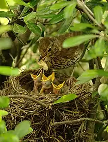 A brown spotted bird standing on the rim of a nest with food for four chicks seen with open gapes