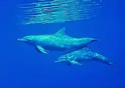 Bottlenose dolphins off Baa Atoll